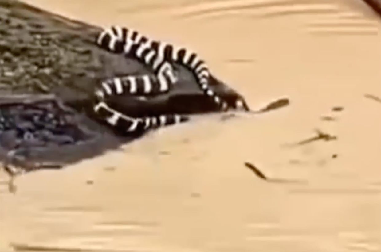 Nearly 900 snakes escape Chinese farm as devastating floods and rare tornadoes sweep across nation