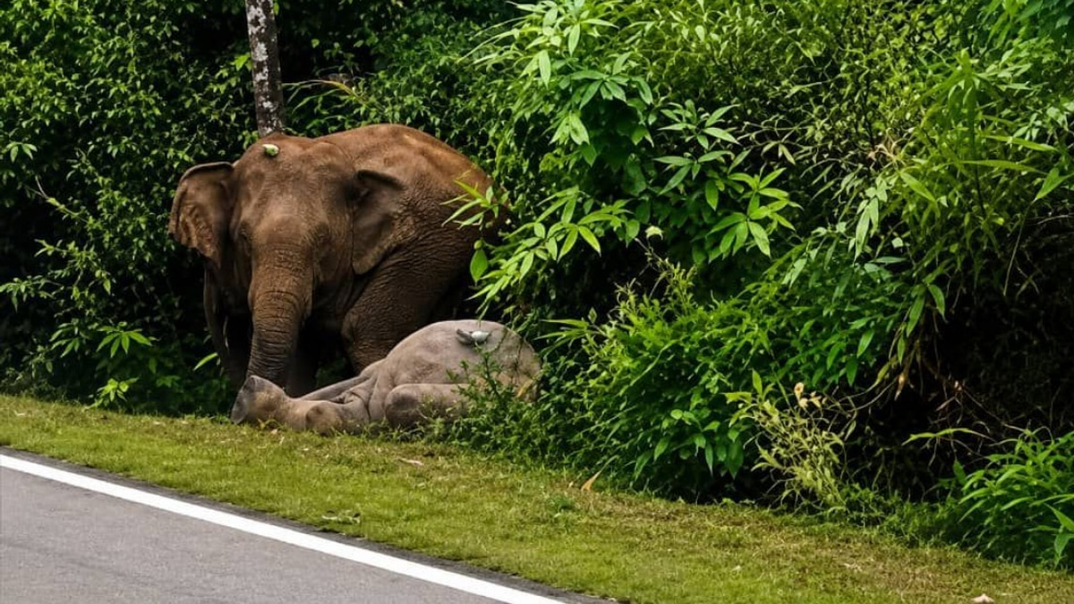 Mother Elephant Stands Guard Over Dead Calf for Seven Hours After Vehicle Collision in Johor