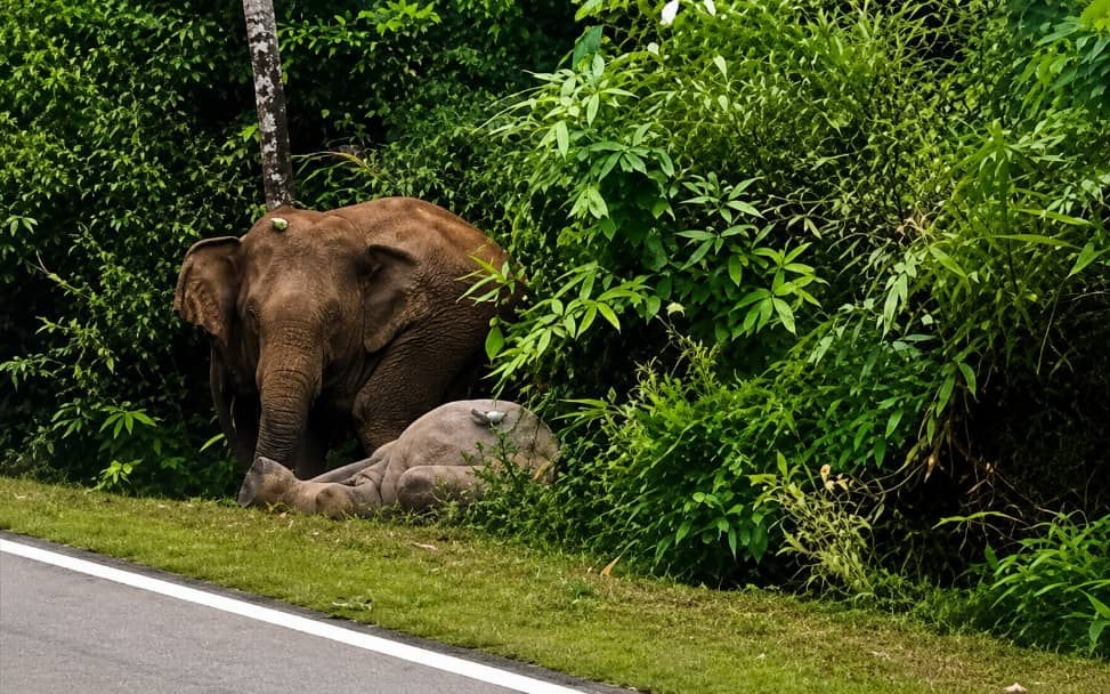 Mother Elephant Stands Guard Over Dead Calf for Seven Hours After Vehicle Collision in Johor