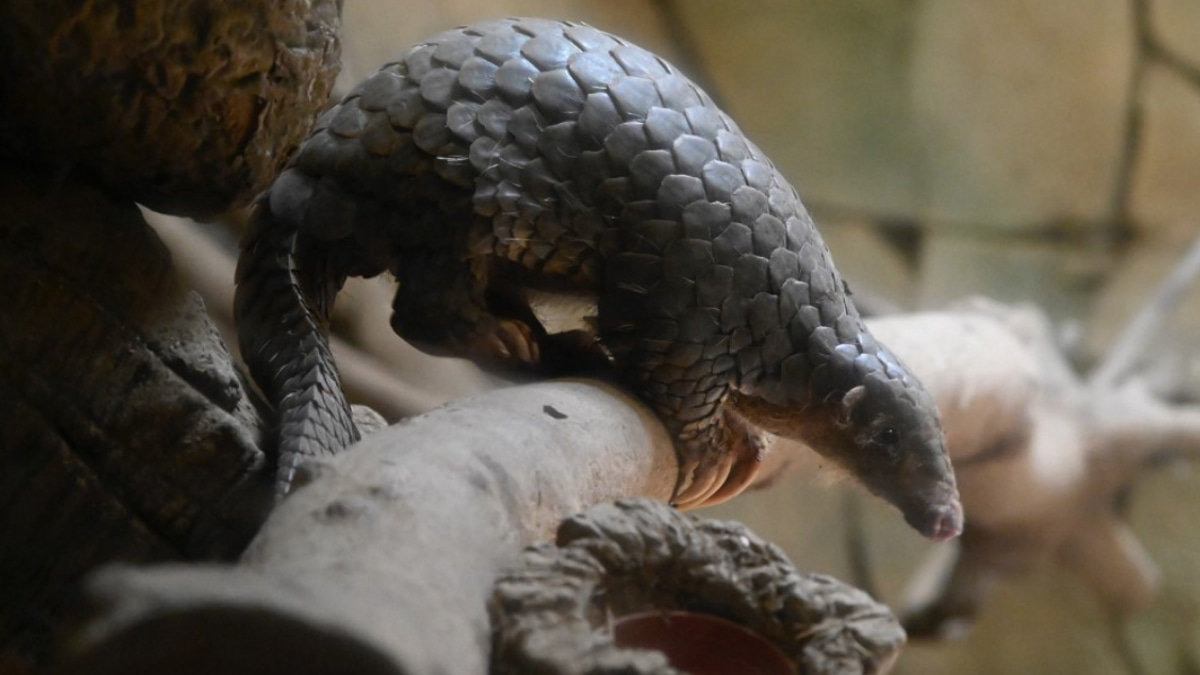 Indonesia Intensifies Crackdown on Pangolin Trafficking as Suspect Arrested in Major Network Investigation