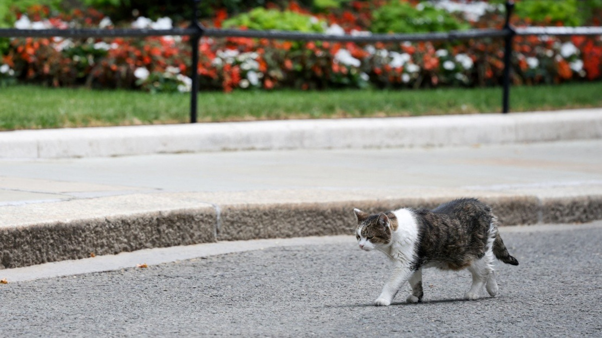 Larry the Cat: 10 Downing Street's Longest-Serving Resident Outlasts Six Prime Ministers