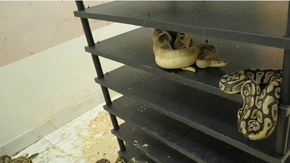 Chinese Man Jailed for Breeding 300+ Pythons at Home, Exposed by Electricity Bill