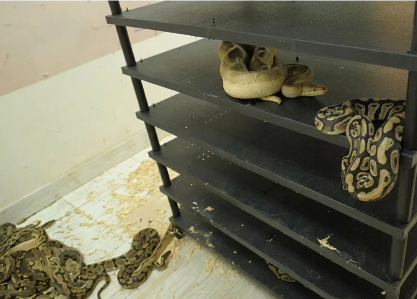 Chinese Man Jailed for Breeding 300+ Pythons at Home, Exposed by Electricity Bill