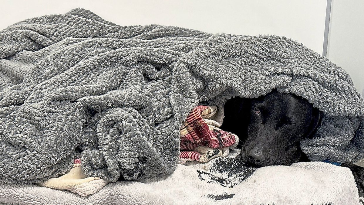 From Peak Peril to Full Recovery: How a British Dog's Cannabis Encounter on Ben Nevis Turned into a Mountain Rescue Drama