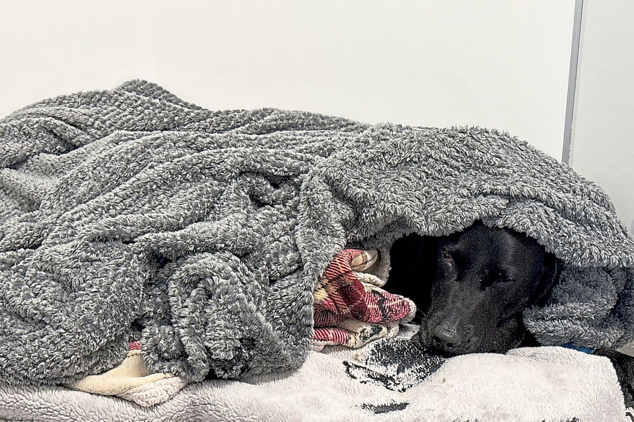 From Peak Peril to Full Recovery: How a British Dog's Cannabis Encounter on Ben Nevis Turned into a Mountain Rescue Drama