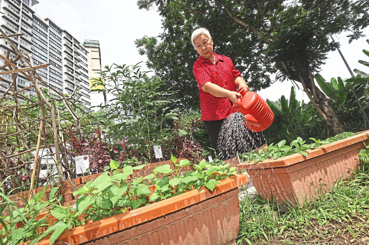 From Wasteland to Wellness: How Kuala Lumpur's Community Food Forest Is Transforming Senior Living