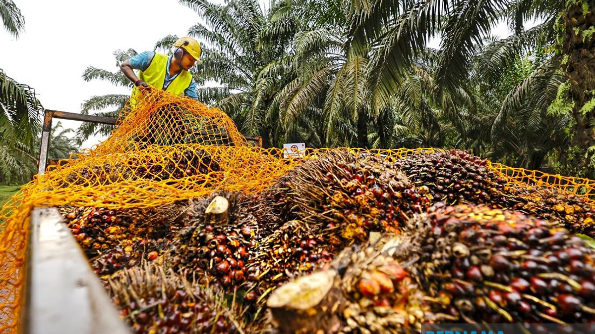 MPOB to Establish Major Research Hub in Melaka as State Pivots Toward High-Value Palm Oil Sector