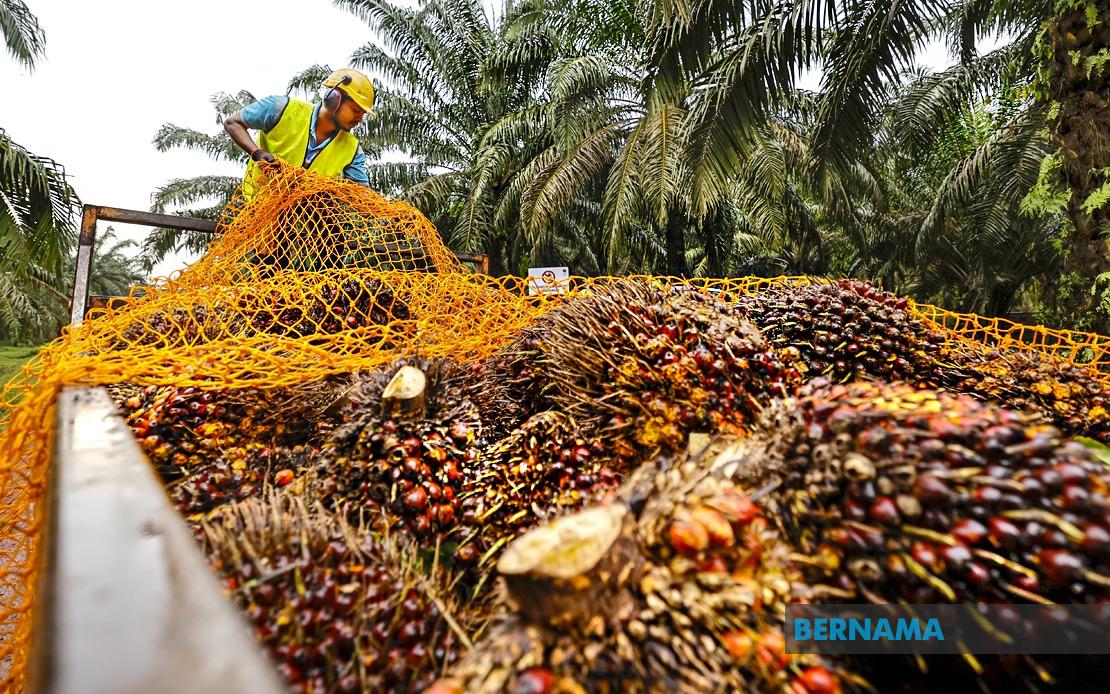 MPOB to Establish Major Research Hub in Melaka as State Pivots Toward High-Value Palm Oil Sector