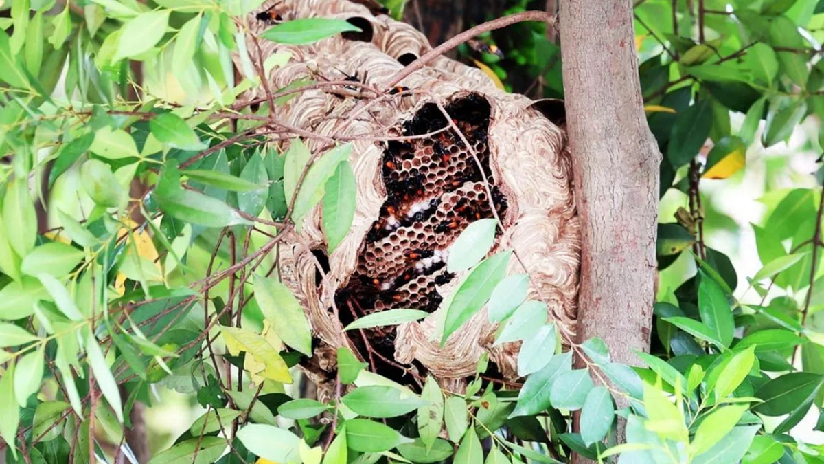 Four hospitalised after hornet swarm attacks near Singapore market; safety measures activated