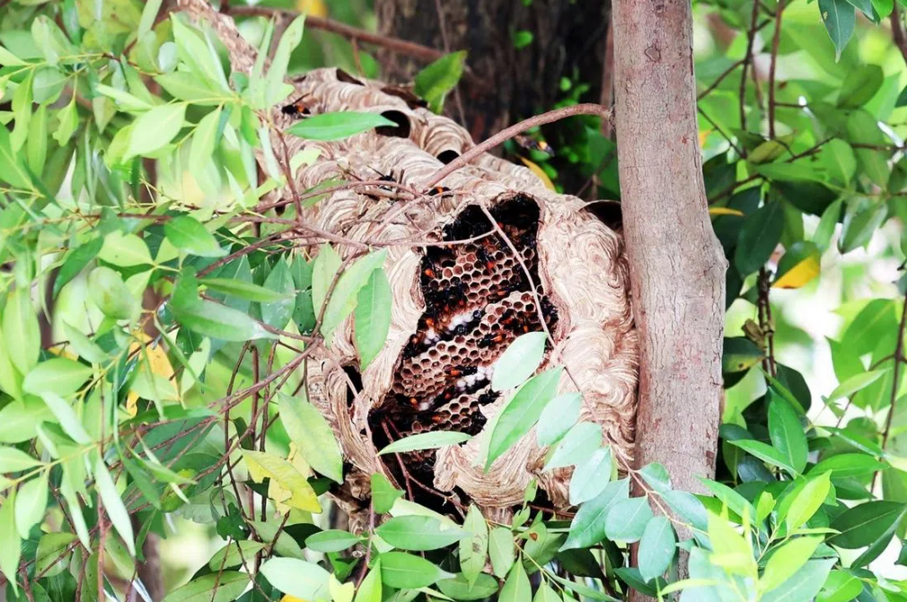 Four hospitalised after hornet swarm attacks near Singapore market; safety measures activated