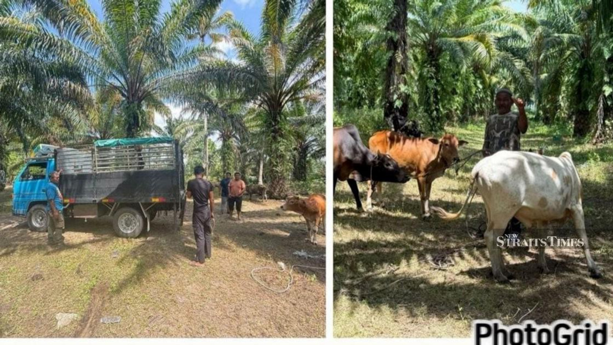 Police dismantle Kelantan cattle theft ring, recover 32 animals worth RM96k