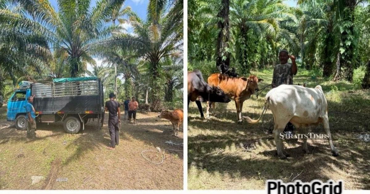 Police dismantle Kelantan cattle theft ring, recover 32 animals worth RM96k
