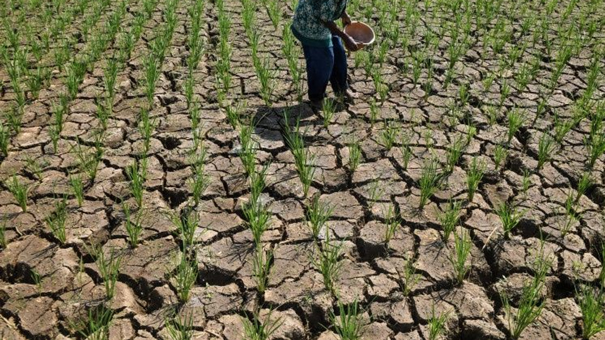 Indonesia's Drought Crisis Deepens as El Niño Intensifies Across Multiple Regions