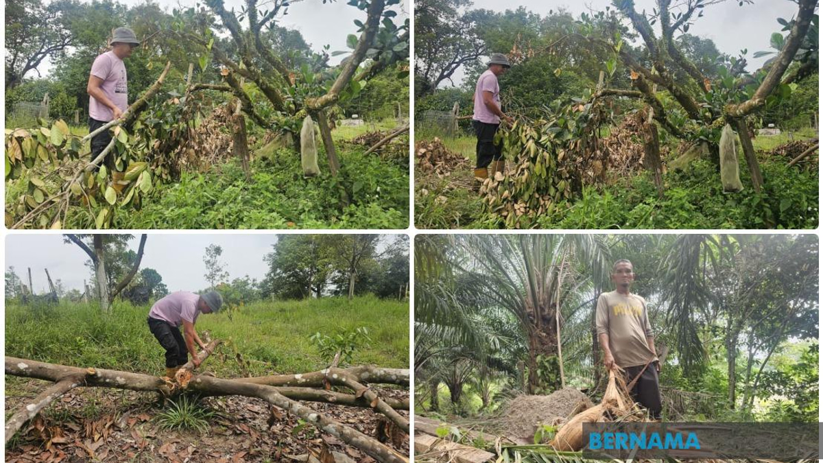 Wild Elephants Invade Residential Area in Terengganu, Second Incident This Year