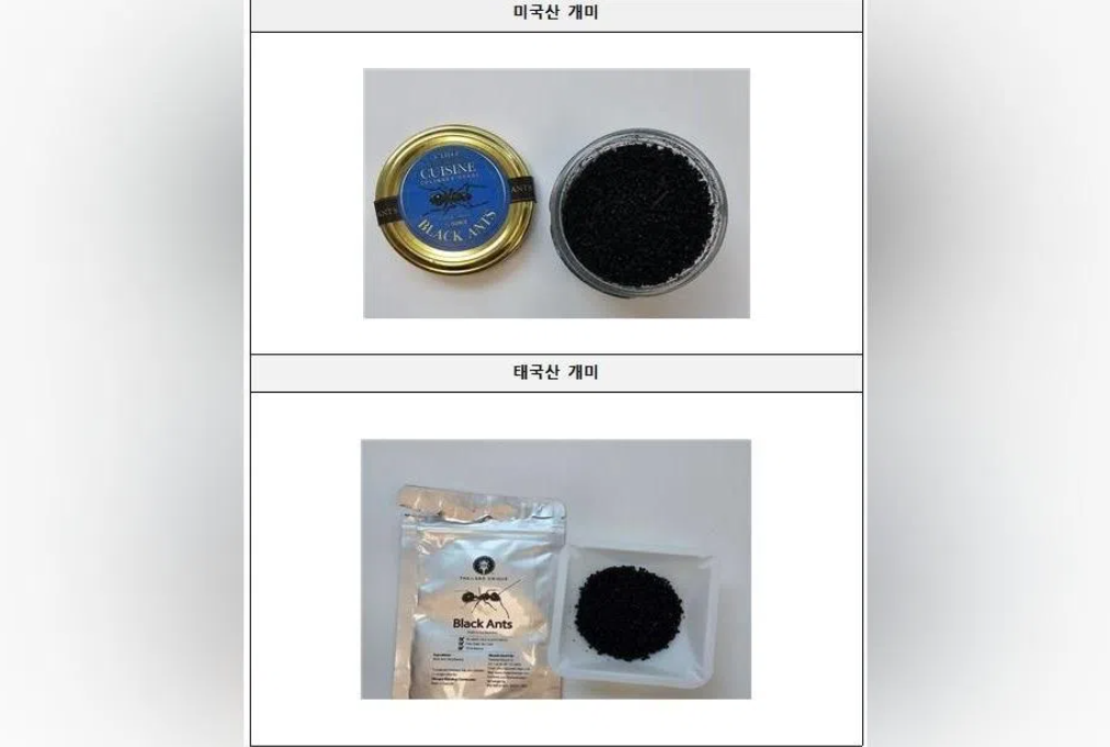 South Korea's Michelin-Starred Chef Faces Prison for Serving Unapproved Black Ants