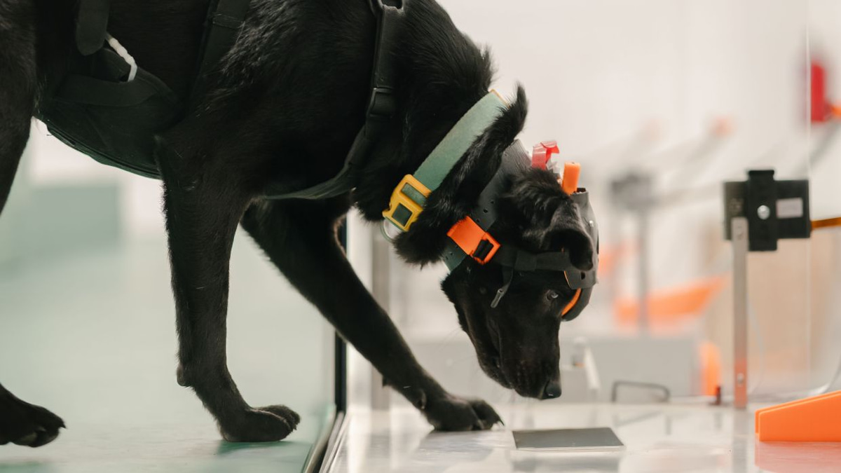 Indian startup harnesses cancer-detecting dogs and AI to expand early screening across South Asia