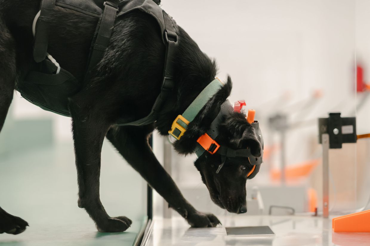 Indian startup harnesses cancer-detecting dogs and AI to expand early screening across South Asia