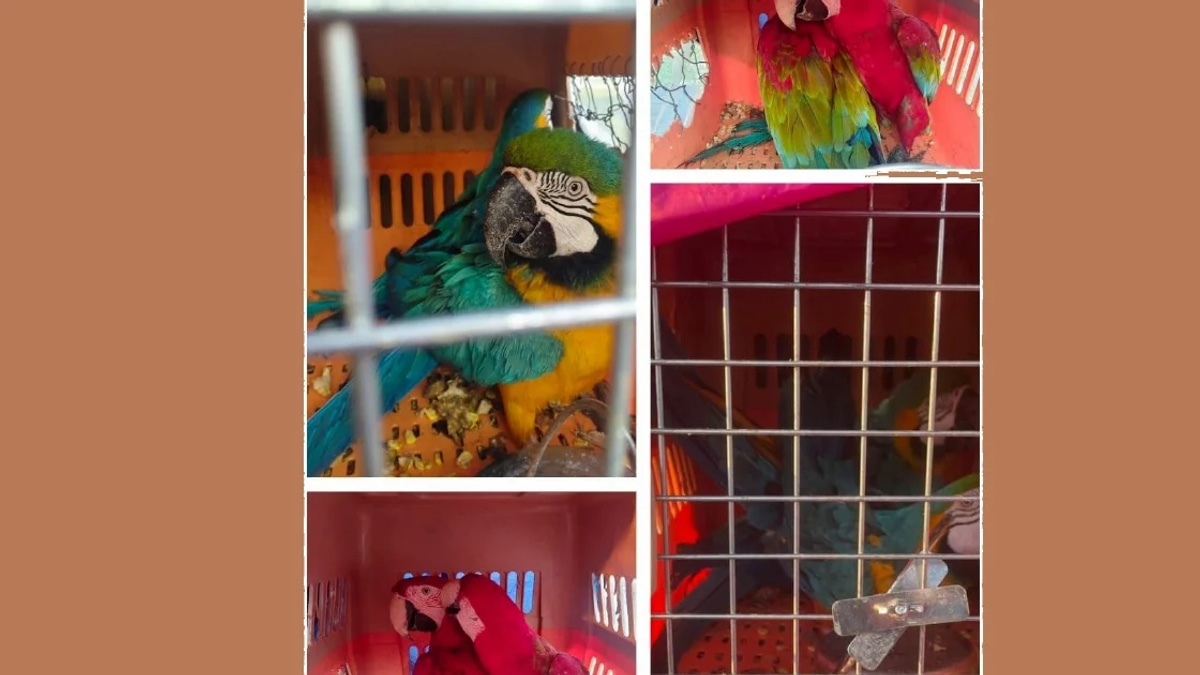 Two men arrested transporting eight smuggled macaws worth RM400,000 in Kelantan