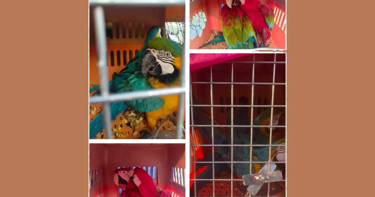 Two men arrested transporting eight smuggled macaws worth RM400,000 in Kelantan
