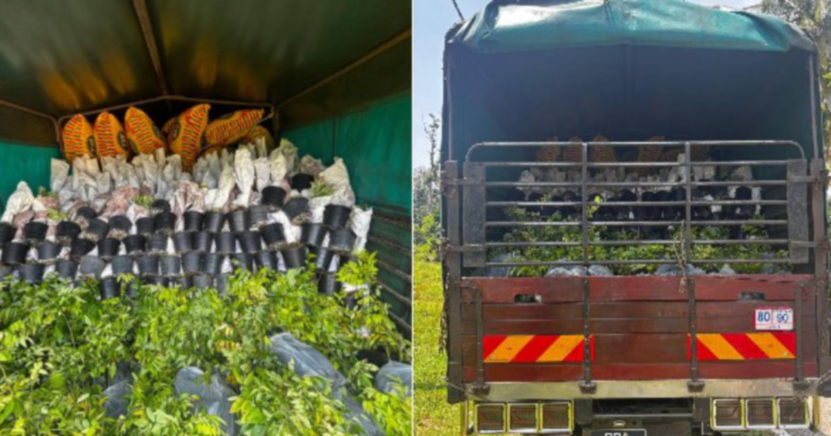 Lorry Driver Detained Over RM200,000 Ornamental Plant Smuggling Haul