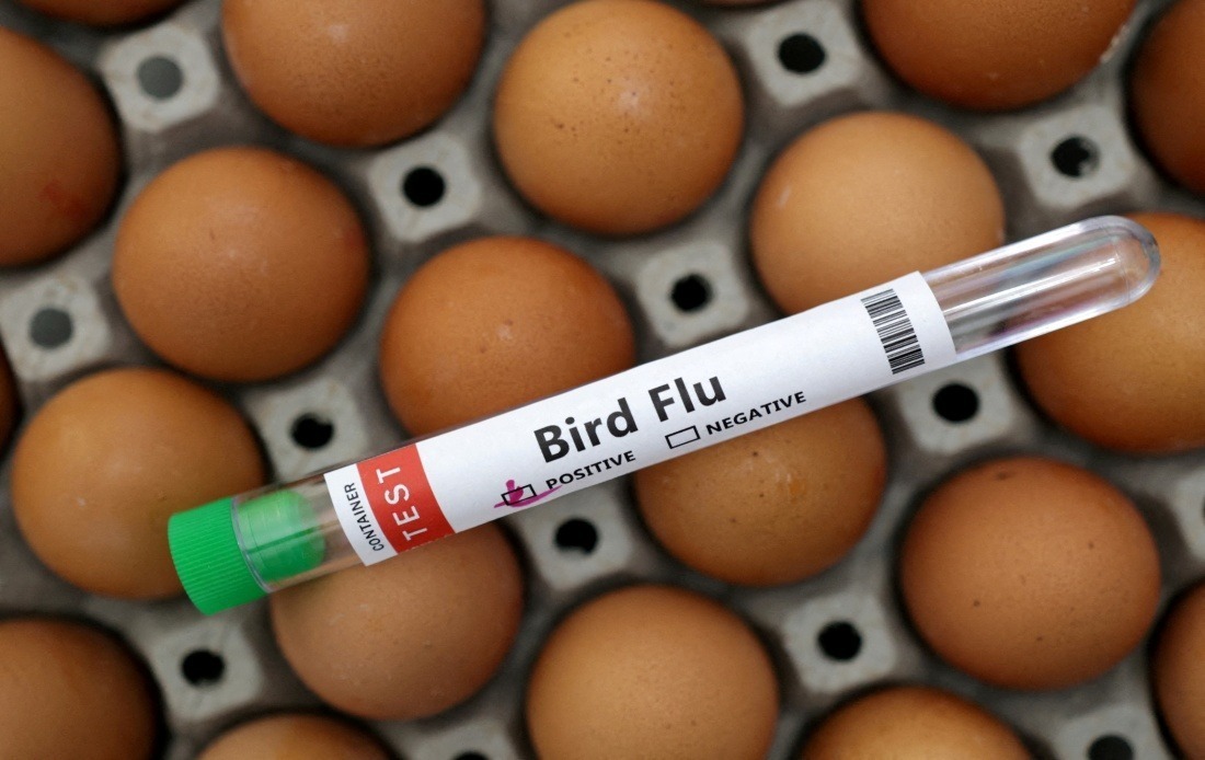 Victoria Imposes First Australian Poultry Lockdown as H5N1 Bird Flu Spreads