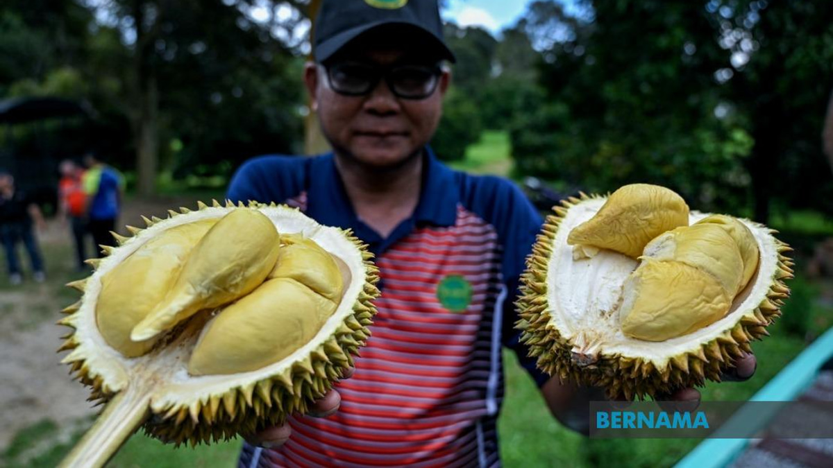 MARDI's Hybrid Durian Programme Expands with 25,000 MS88 Trees Planted Nationwide