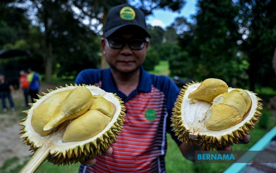 MARDI's Hybrid Durian Programme Expands with 25,000 MS88 Trees Planted Nationwide