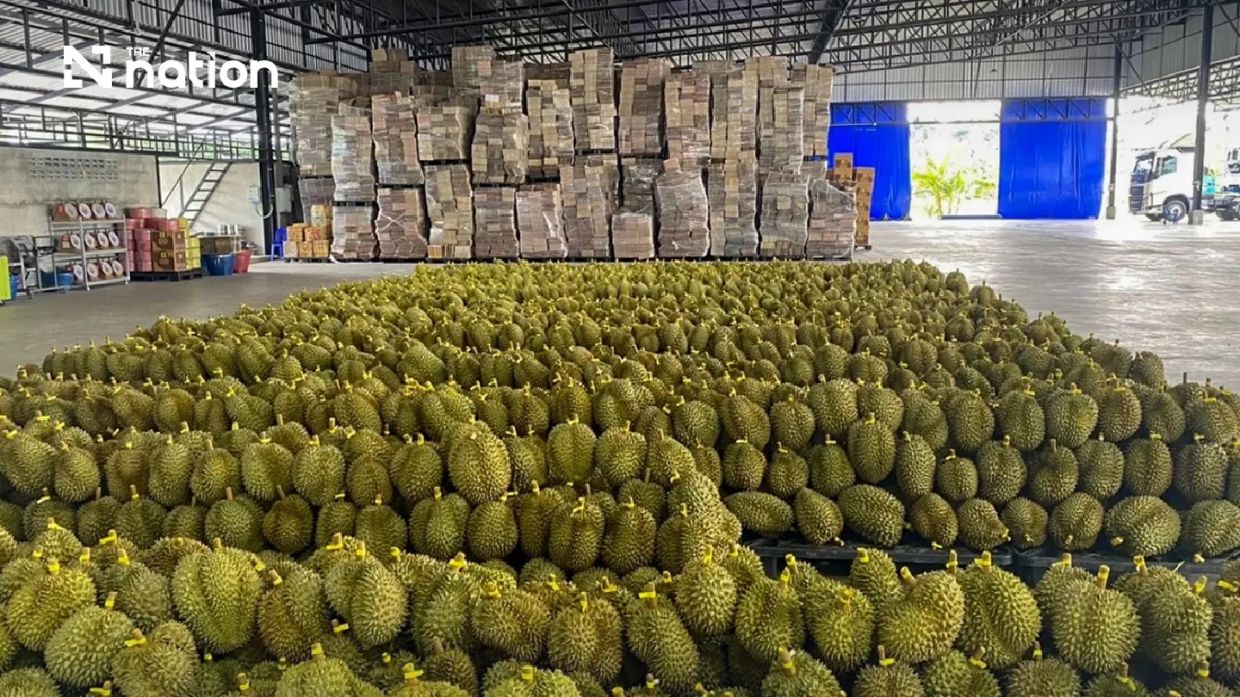 Thailand's durian dominance: Quality overhaul drives exports past THB100bn milestone to China