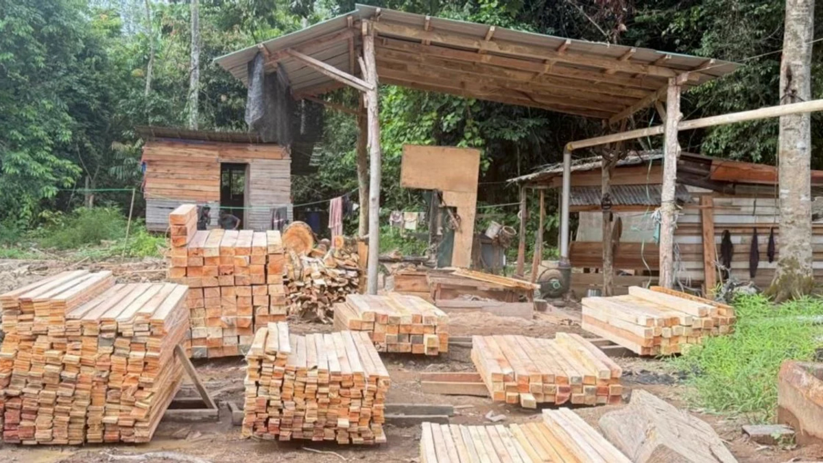 Five arrested as authorities seize RM1.69 million in crackdown on illegal logging operation