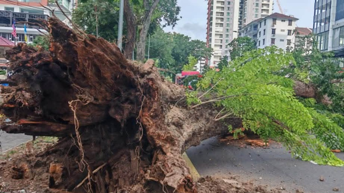George Town's 90-Year-Old Angsana Tree Collapse Blamed on Root Rot and Structural Decay