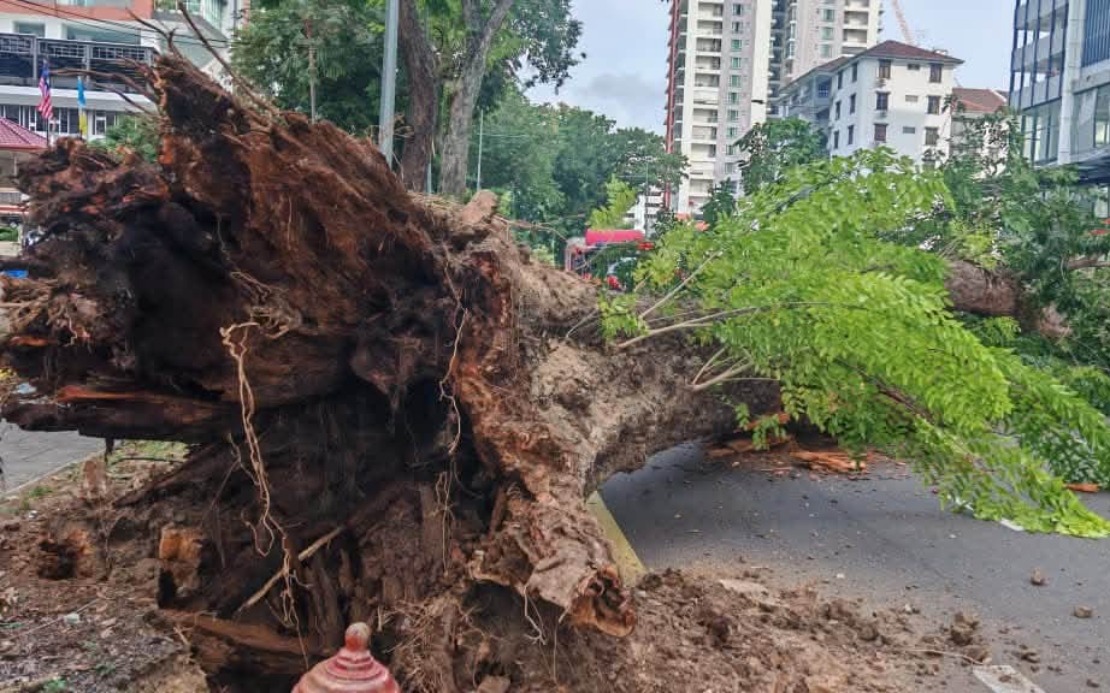 George Town's 90-Year-Old Angsana Tree Collapse Blamed on Root Rot and Structural Decay