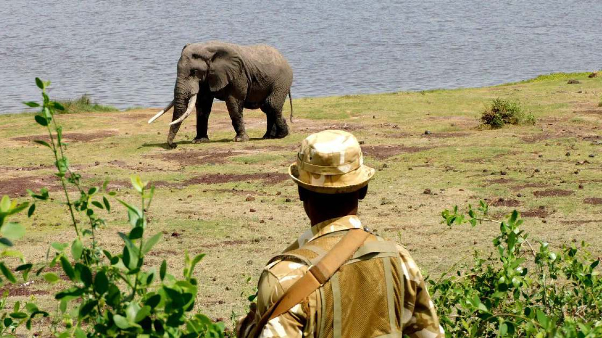 Kenya Investigates Sudden Deaths of 15 Elephants at Amboseli National Park