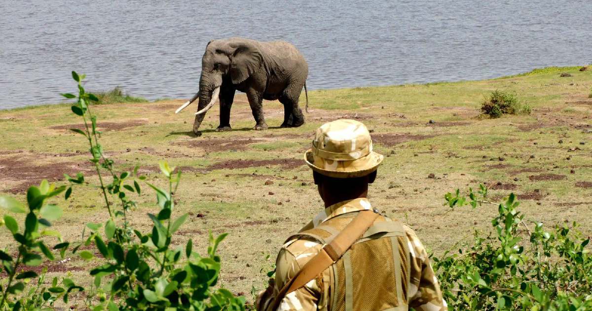 Kenya Investigates Sudden Deaths of 15 Elephants at Amboseli National Park