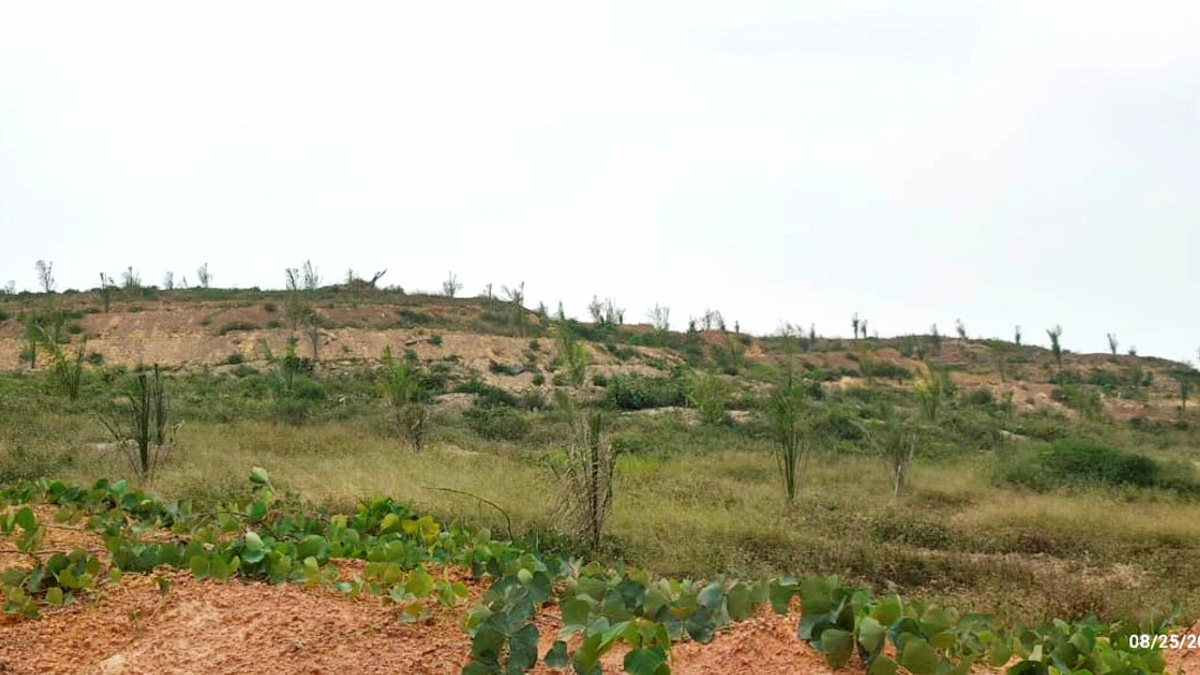 Felda Palong 7 settlers lodge MACC complaint over substandard oil palm seedlings