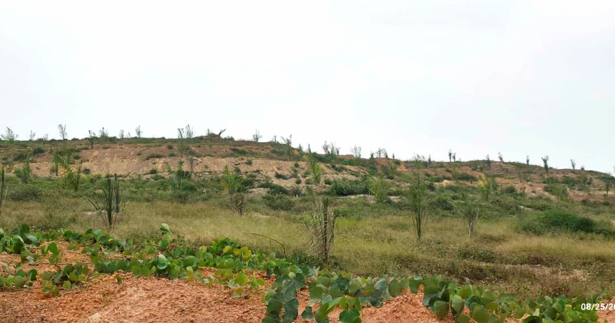 Felda Palong 7 settlers lodge MACC complaint over substandard oil palm seedlings