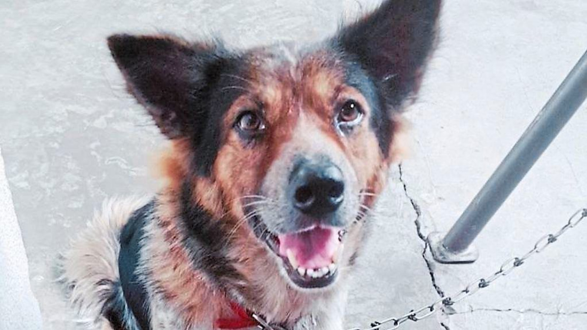 A Call for Better Veterinary Emergency Services in Malaysia: One Pet Owner's Fight for Change