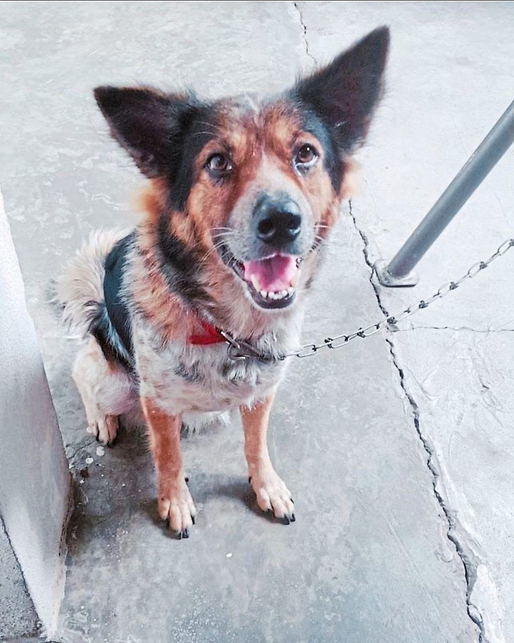 A Call for Better Veterinary Emergency Services in Malaysia: One Pet Owner's Fight for Change
