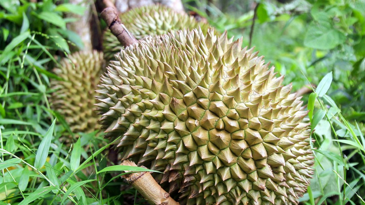 Four Men Arrested in Gang Raid on Durian Orchard and Motorcycle Theft
