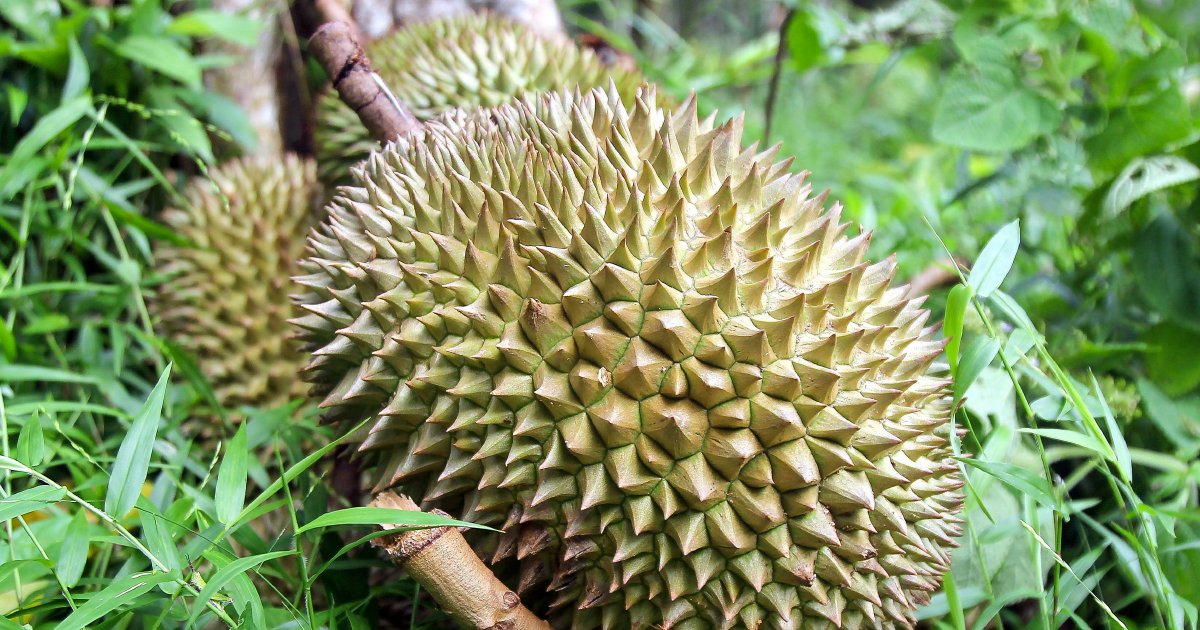 Four Men Arrested in Gang Raid on Durian Orchard and Motorcycle Theft