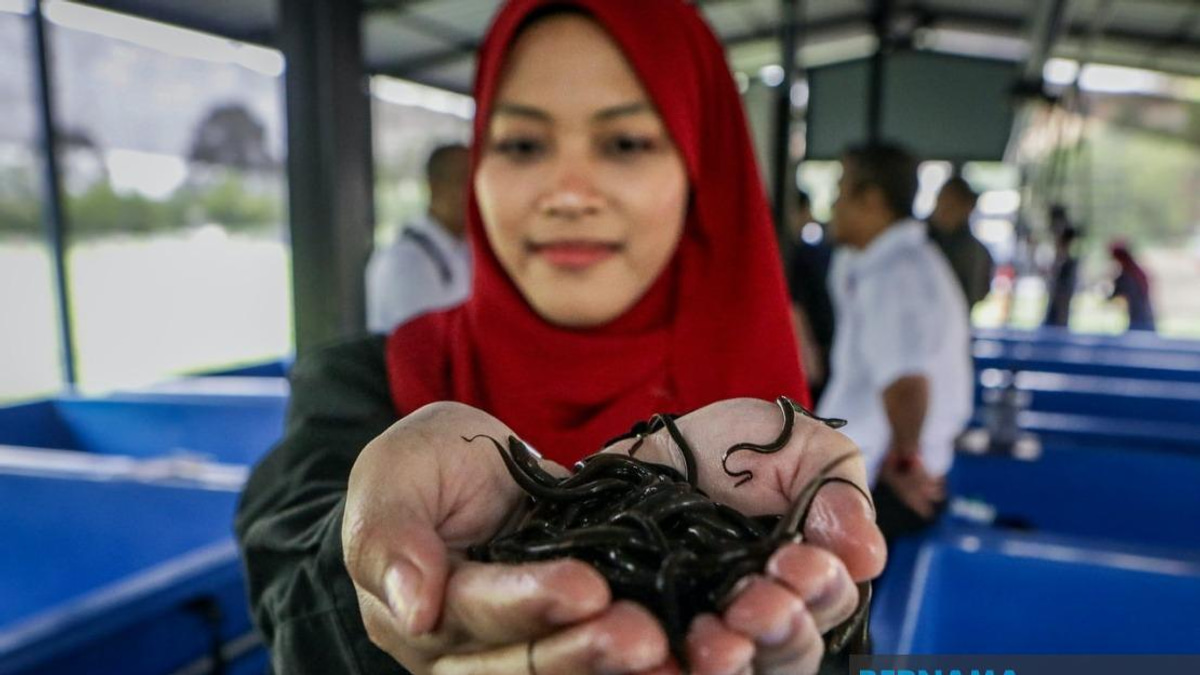 PTSS Drives Economic Growth Through Community Eel Farming Initiative in Perlis