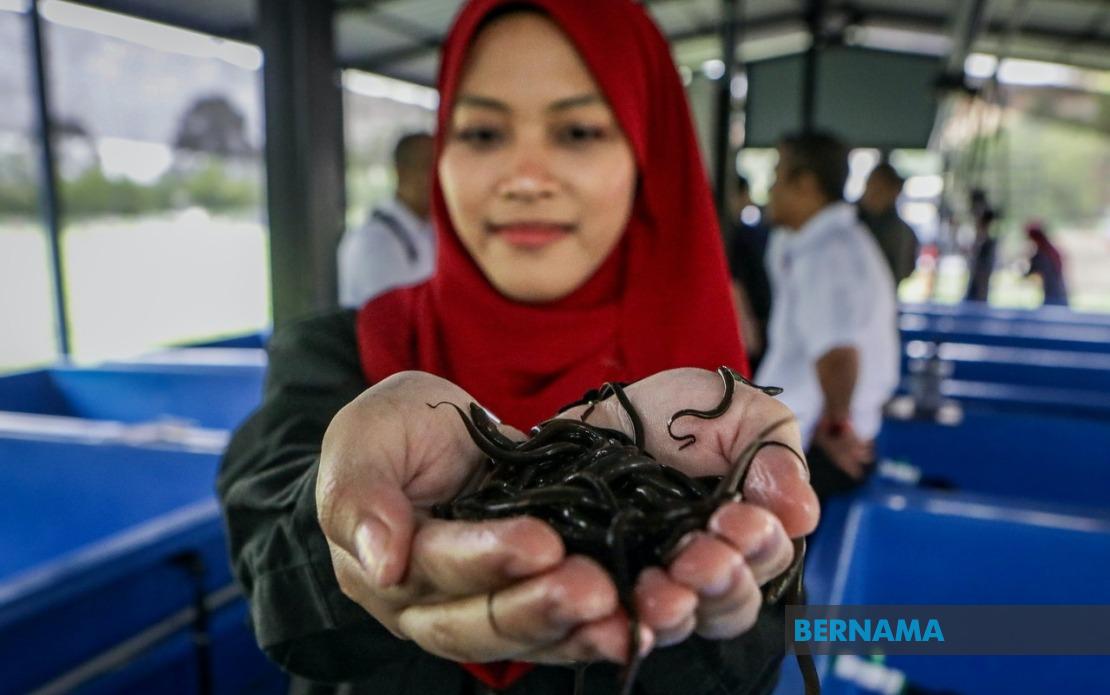 PTSS Drives Economic Growth Through Community Eel Farming Initiative in Perlis