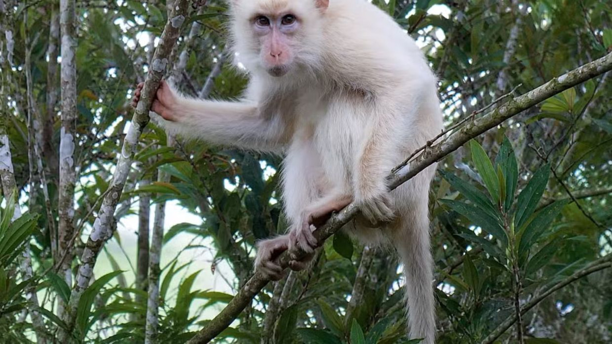 Philippines mobilises to protect rare white macaque as social media attention threatens survival