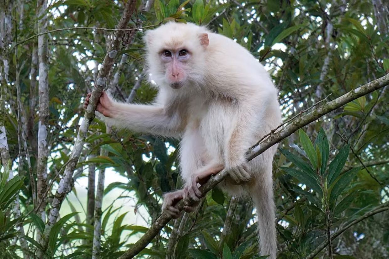 Philippines mobilises to protect rare white macaque as social media attention threatens survival