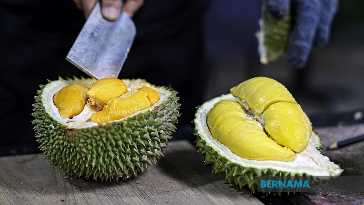FAMA Ramps Up Durian Marketing Push as Penang Harvest Surges Past 18,000 Tonnes