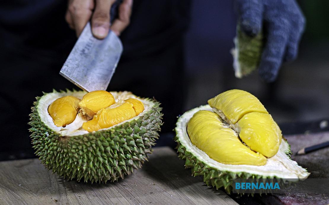 FAMA Ramps Up Durian Marketing Push as Penang Harvest Surges Past 18,000 Tonnes