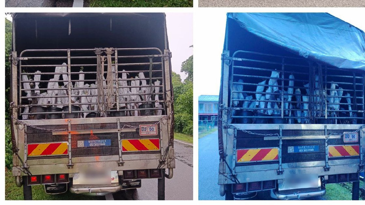 Lorry Driver and Helper Detained Over RM85,000 Smuggled Plant Saplings from Thailand