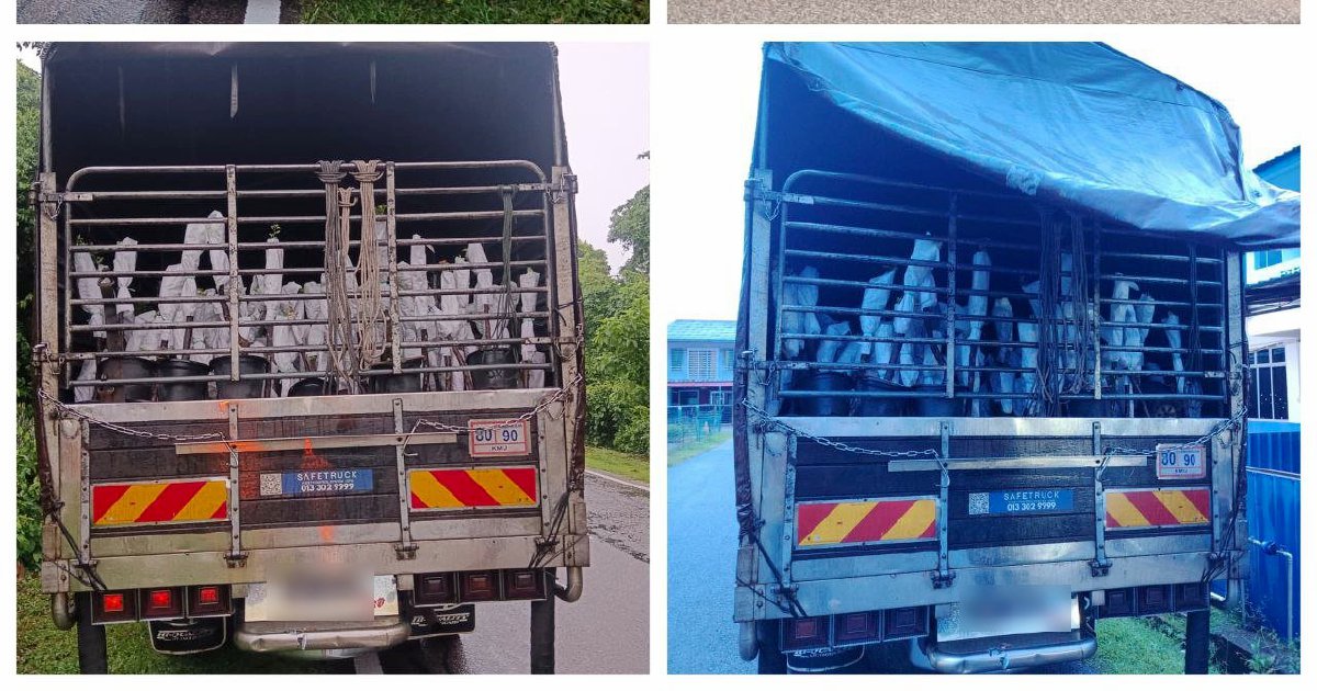 Lorry Driver and Helper Detained Over RM85,000 Smuggled Plant Saplings from Thailand