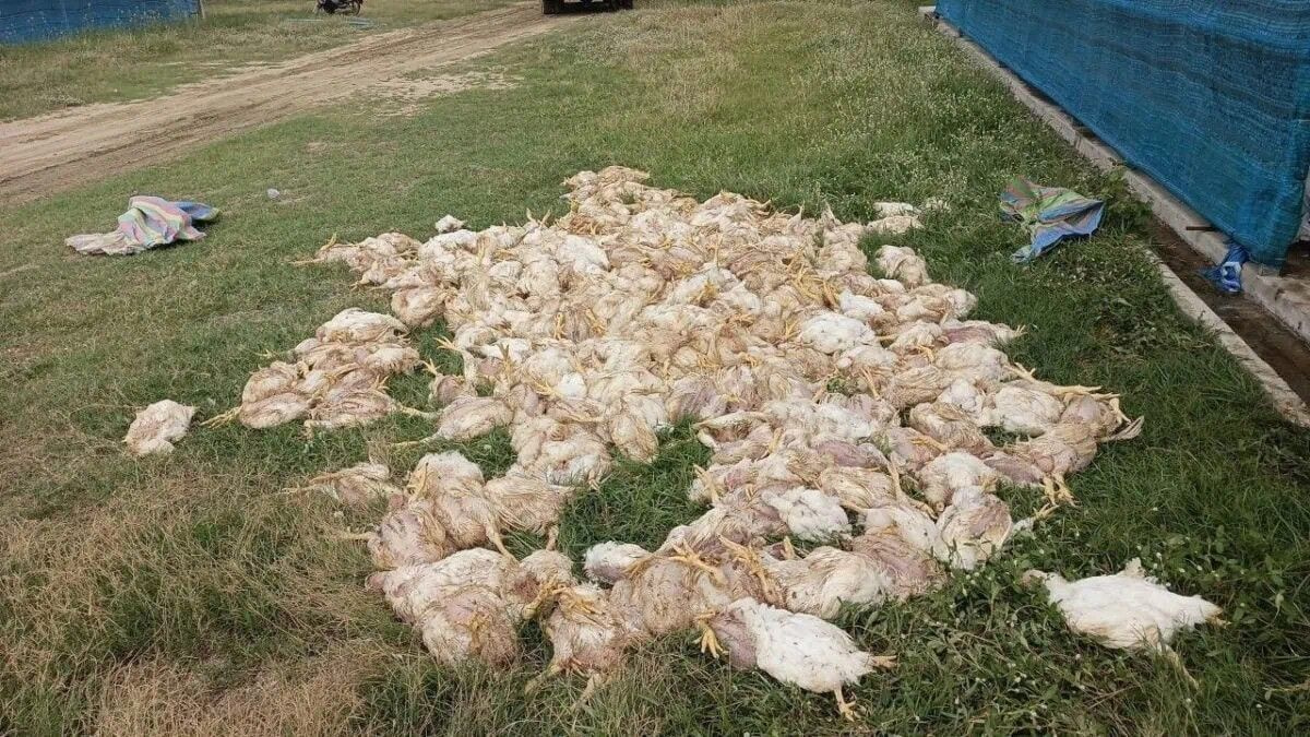 Cambodia battery recycling plant fire kills 2,000 chickens, sparks regulatory crackdown