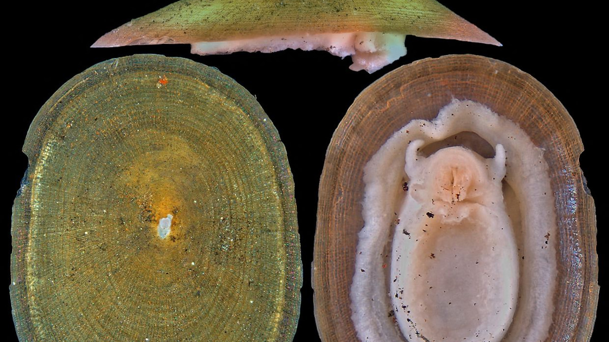 Deep-sea mining poses extinction threat to thousands of mollusc species, warns conservationists