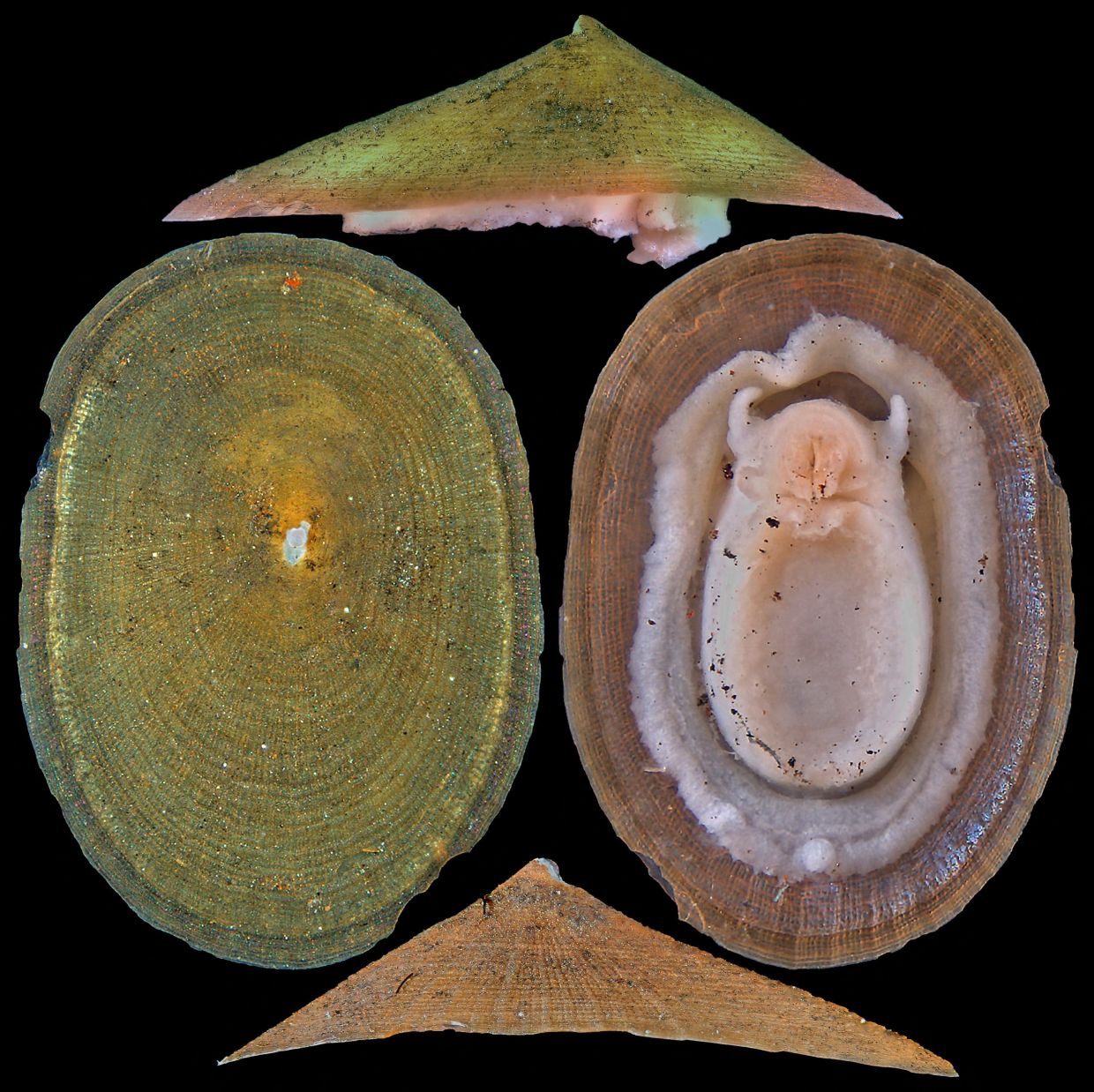 Deep-sea mining poses extinction threat to thousands of mollusc species, warns conservationists